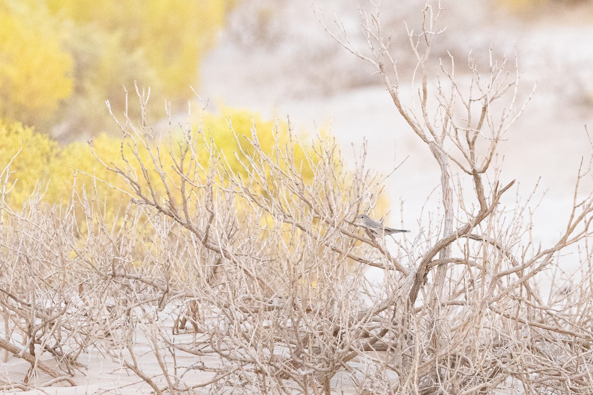 Papamoscas Papirrojo - ML647314361