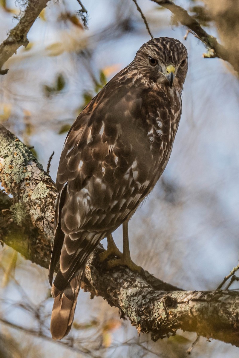 Busardo Pechirrojo - ML647314362