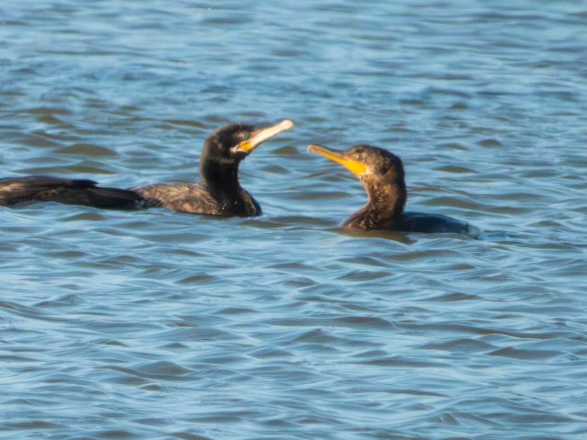 Cormorán Orejudo - ML647314363