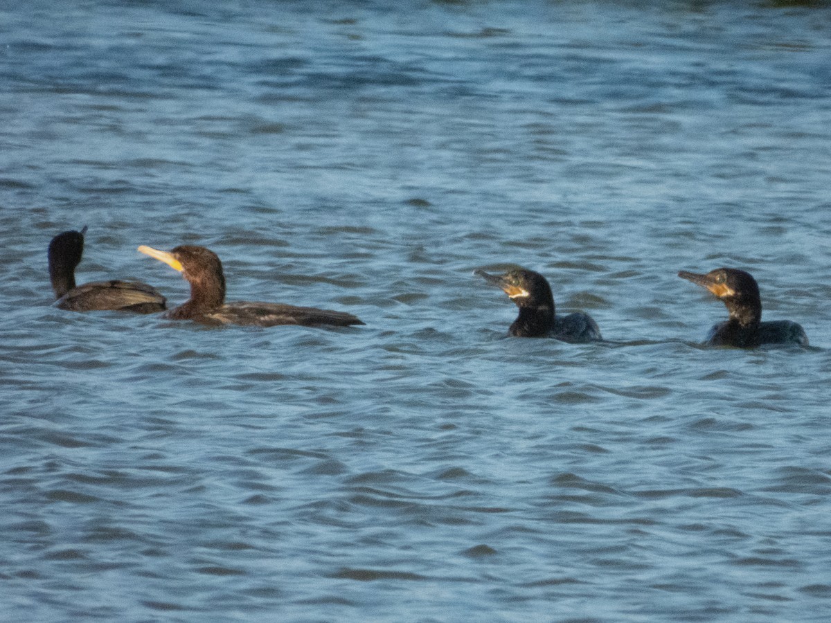 Cormorán Orejudo - ML647314364
