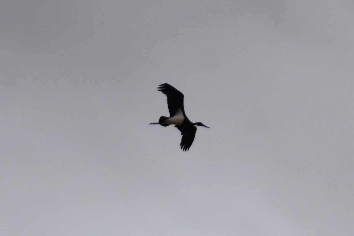 Cigüeña Negra - ML647314368