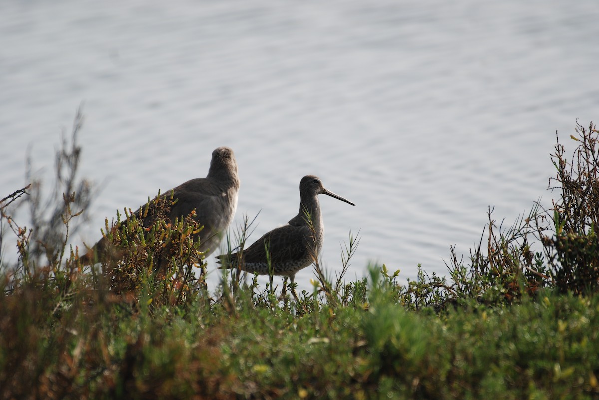 Short-billed Dowitcher - ML647314372