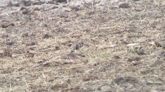 Лапландский подорожник - ML647314380