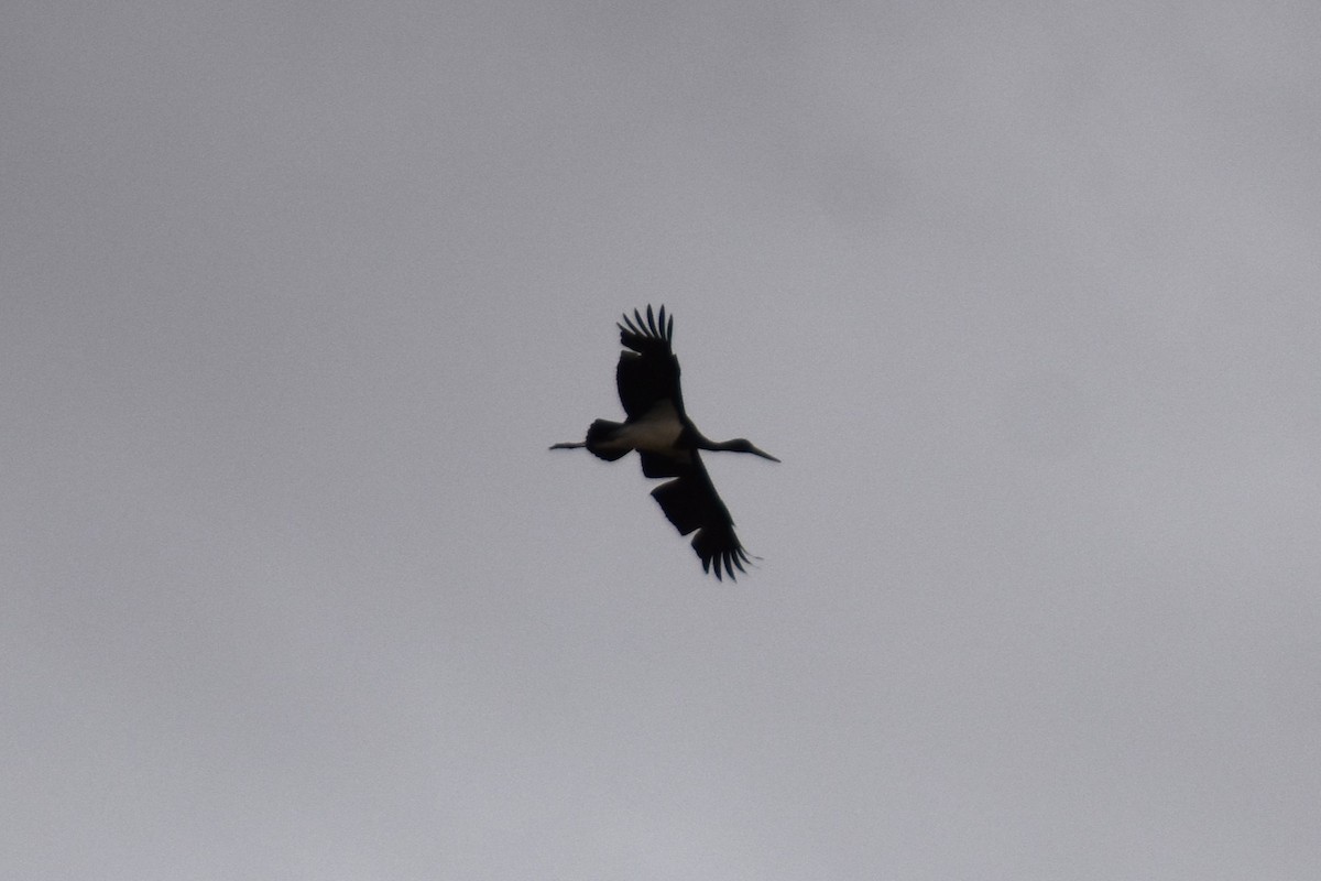 Black Stork - ML647314381