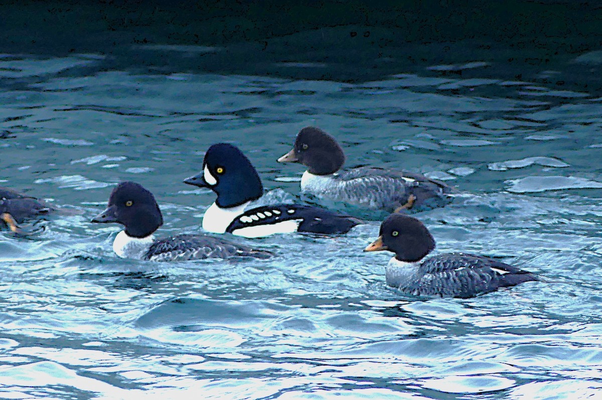 Barrow's Goldeneye - ML647314387