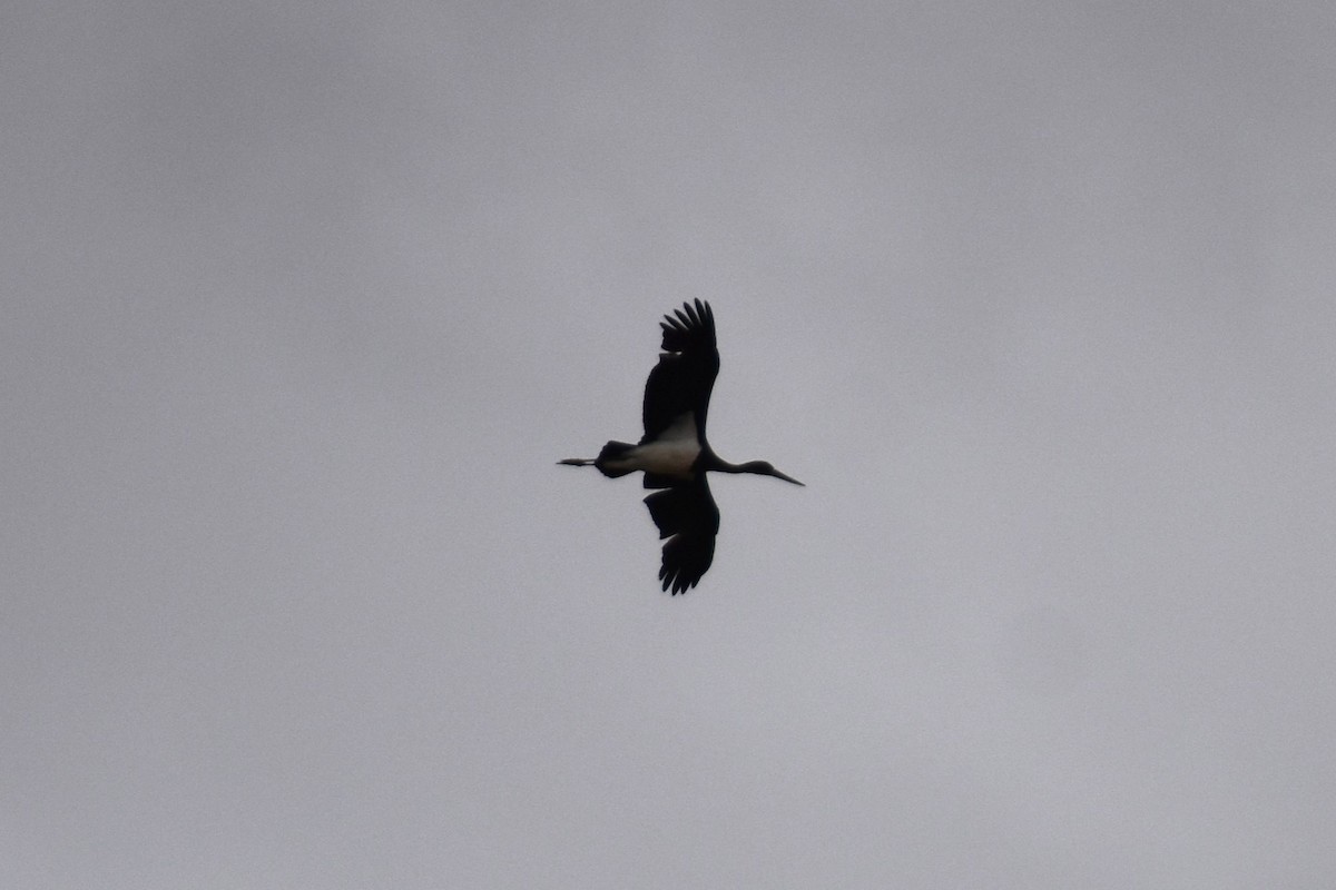 Black Stork - ML647314400