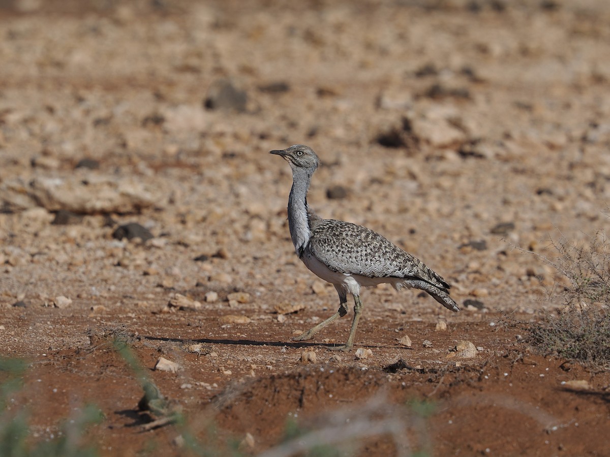 Hubara basoilo afrikarra (Kanariar uharteetakoa) - ML647314401