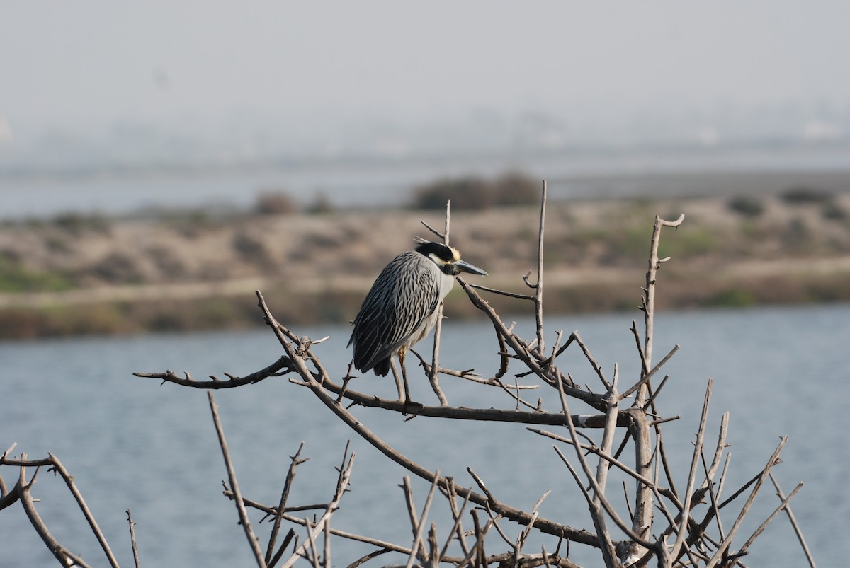Yellow-crowned Night Heron - ML647314407