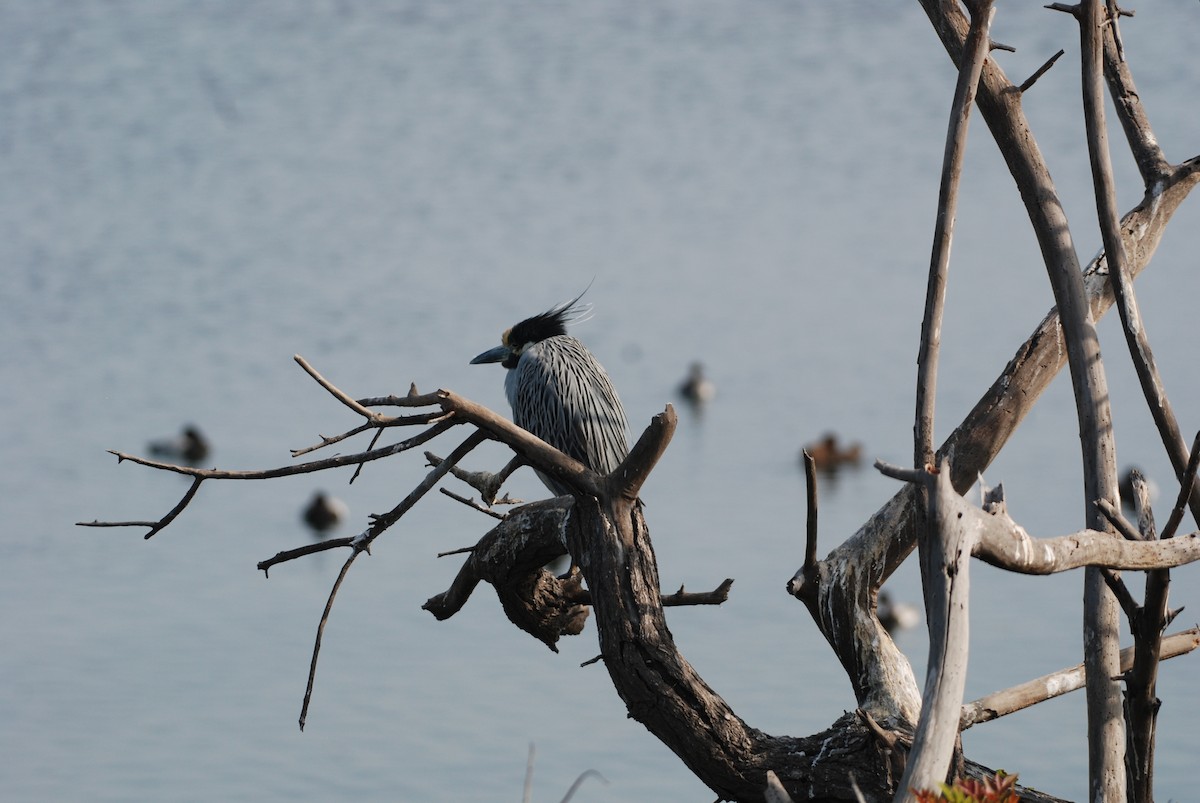 Yellow-crowned Night Heron - ML647314409