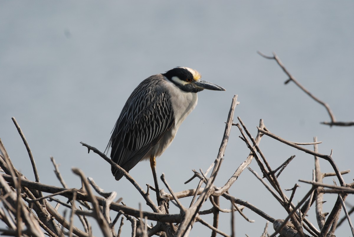 Yellow-crowned Night Heron - ML647314410