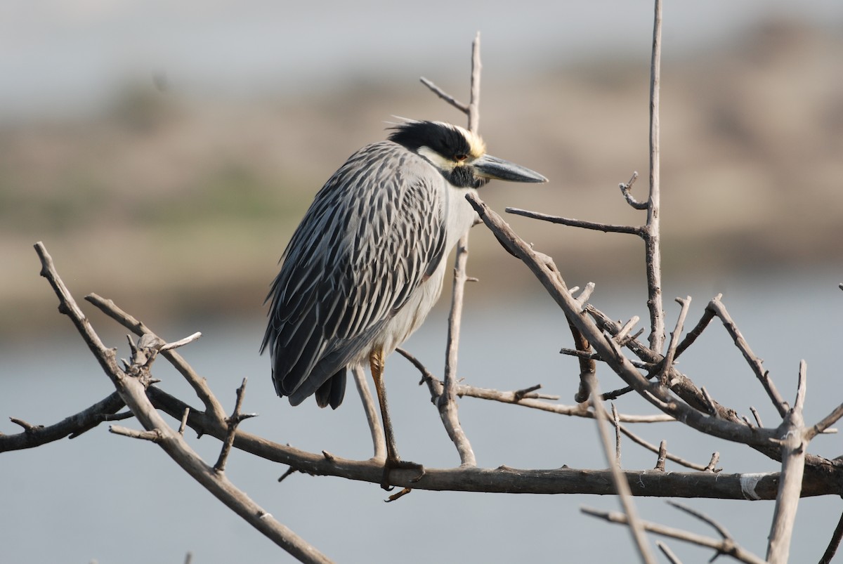 Yellow-crowned Night Heron - ML647314411