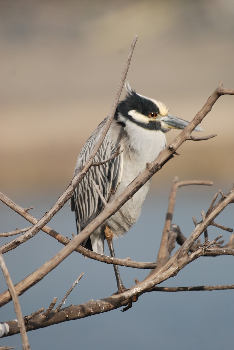Yellow-crowned Night Heron - ML647314413