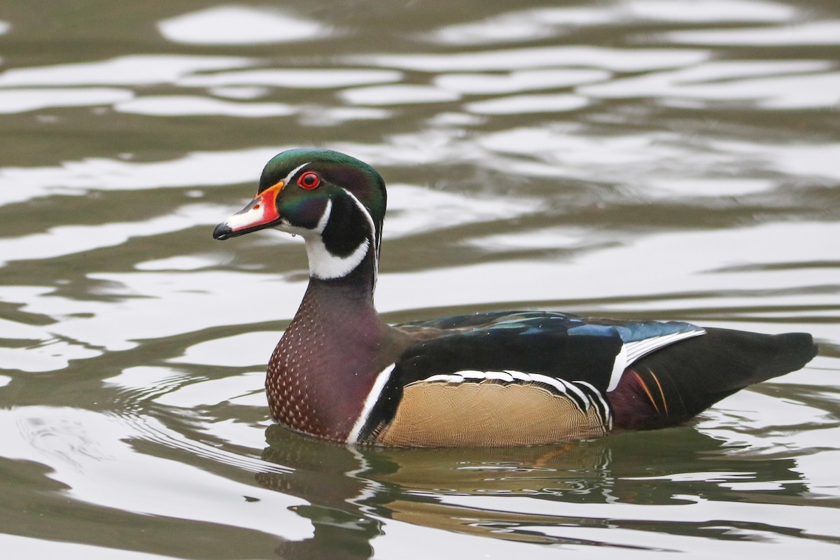 Ahate karolinarra - ML647314418