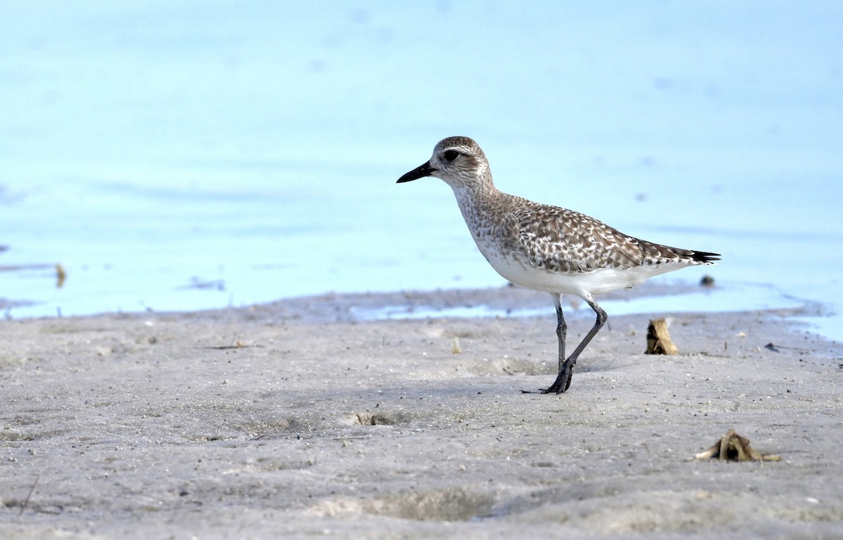 Буурал сүвээ цагаан - ML647314419