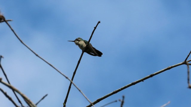 Садовый изумруд - ML647314421