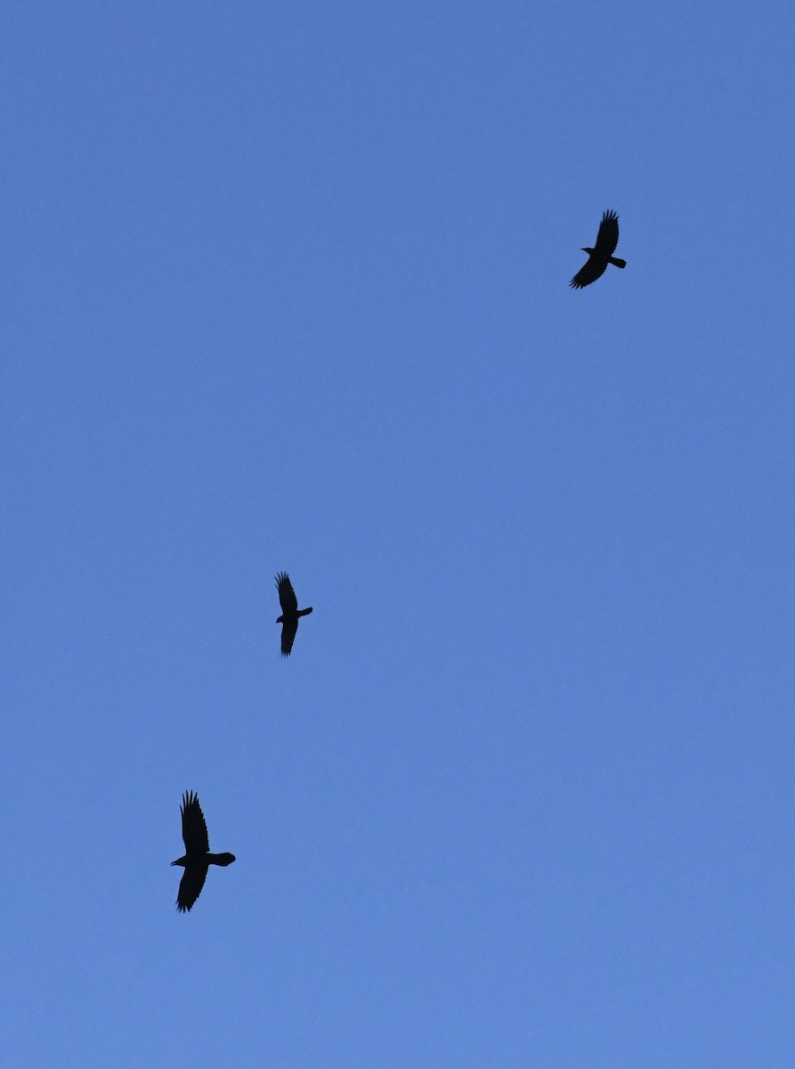 Common Raven - ML647314427