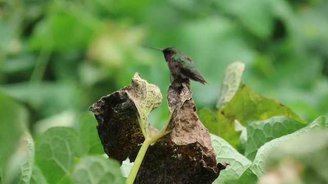 Рубиновогорлый колибри - ML647314431