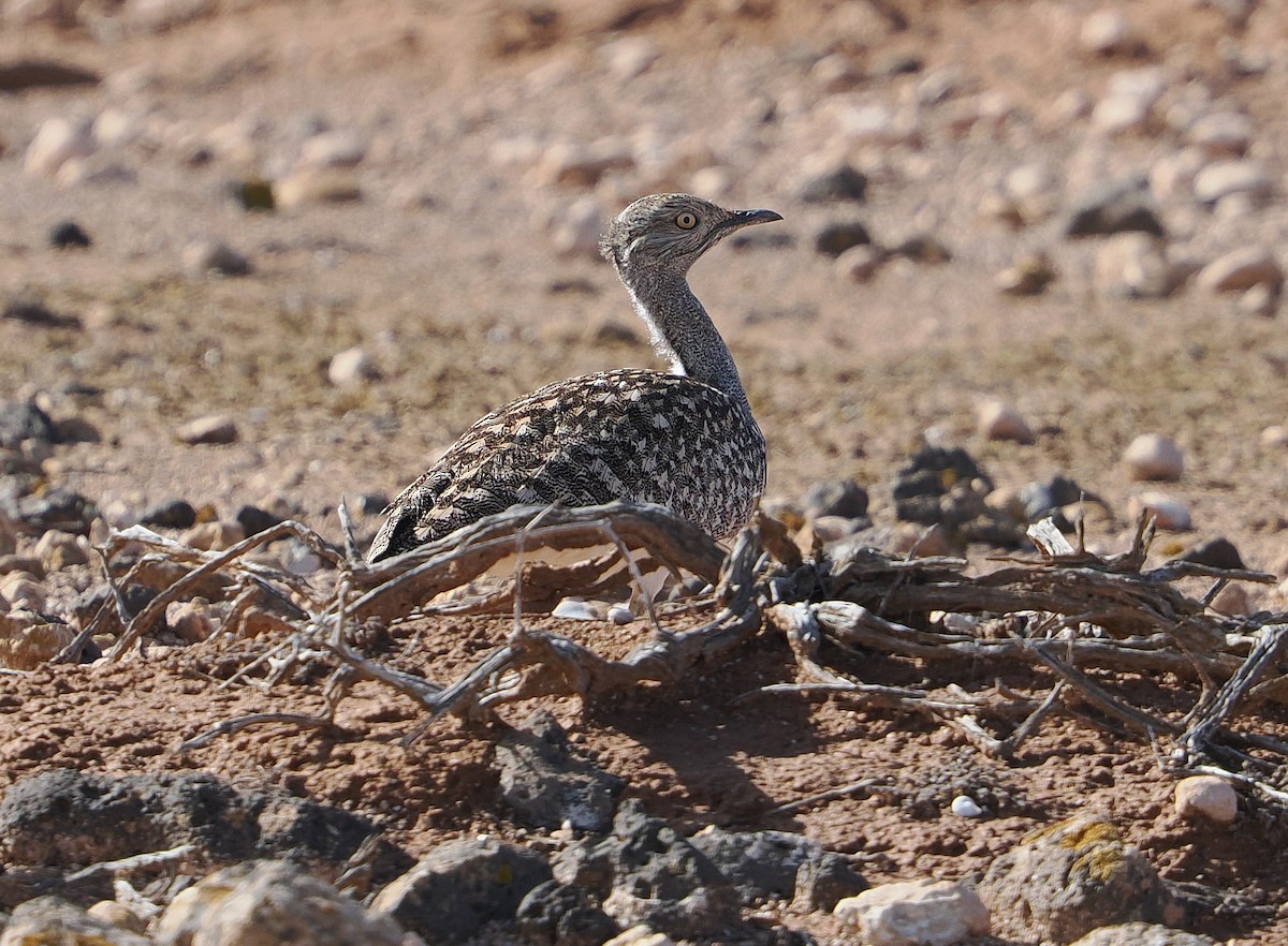 Hubara basoilo afrikarra (Kanariar uharteetakoa) - ML647314435