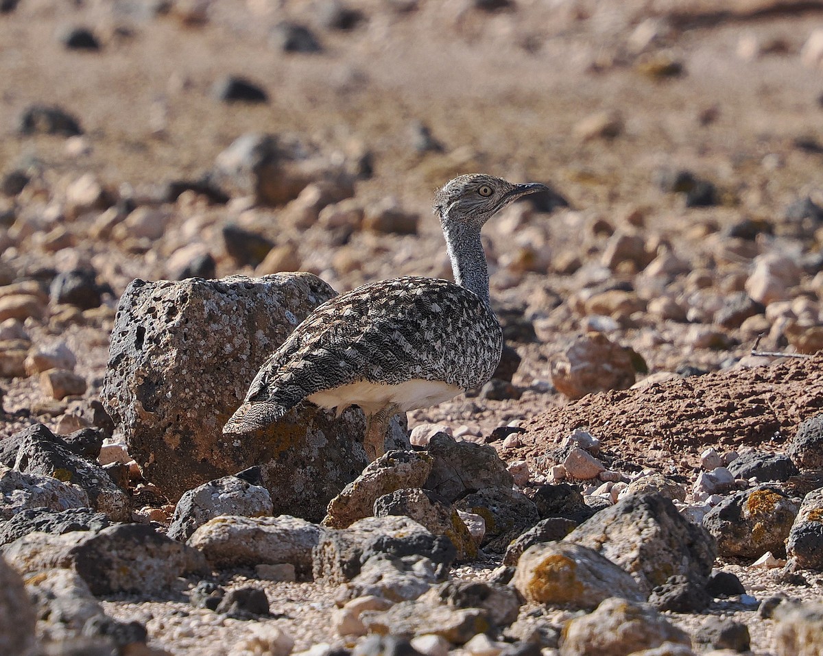 Hubara basoilo afrikarra (Kanariar uharteetakoa) - ML647314436