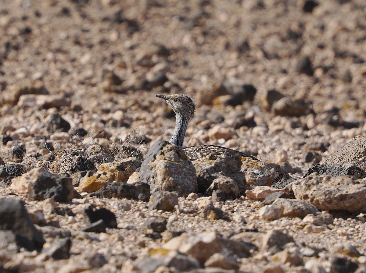 Hubara basoilo afrikarra (Kanariar uharteetakoa) - ML647314437