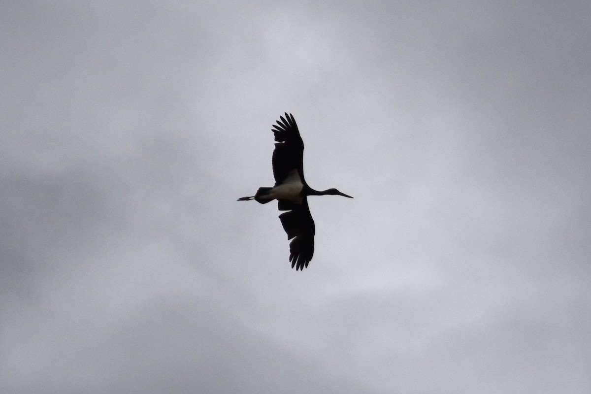 Black Stork - ML647314438