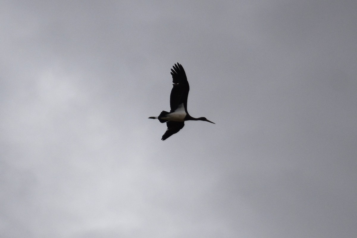Black Stork - ML647314450