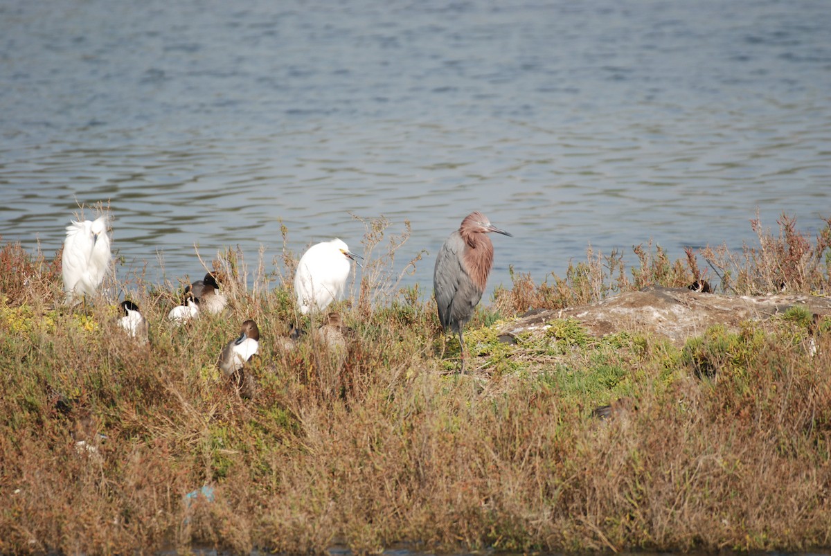 Reddish Egret - ML647314479