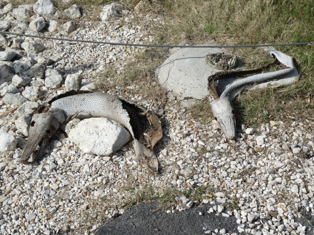 Животные - ML647314481