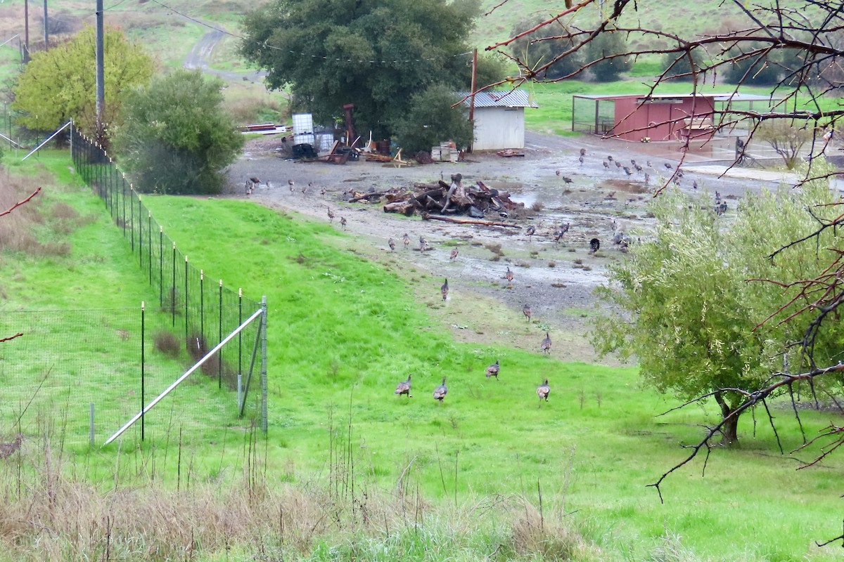 Wild Turkey - ML647314483