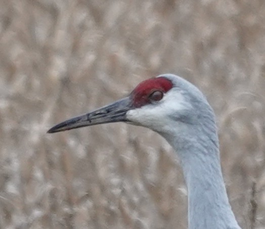 Журавель канадський - ML647314492