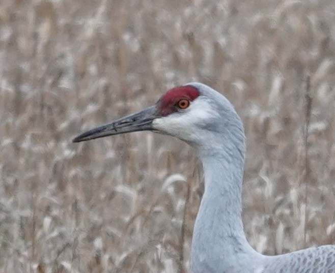 Журавель канадський - ML647314493