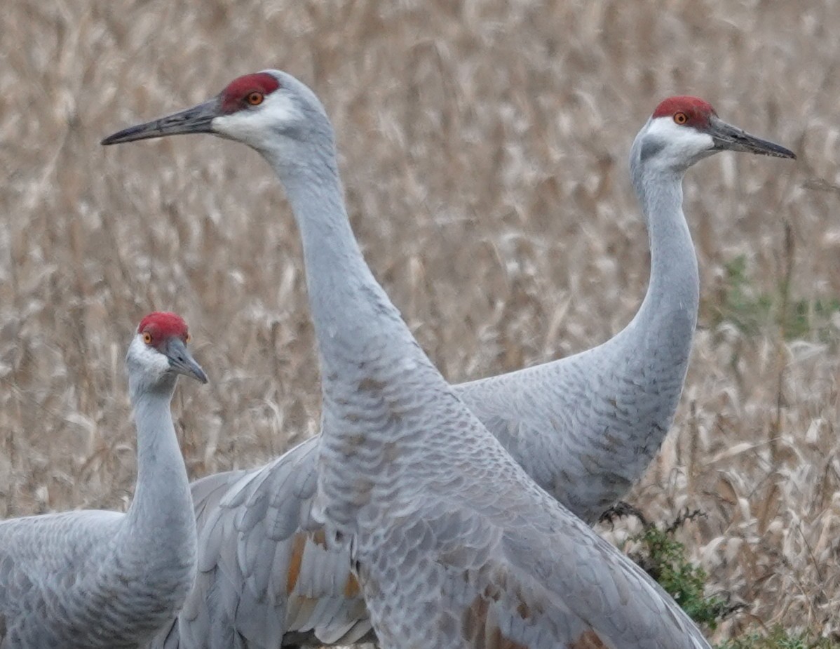 Журавель канадський - ML647314494