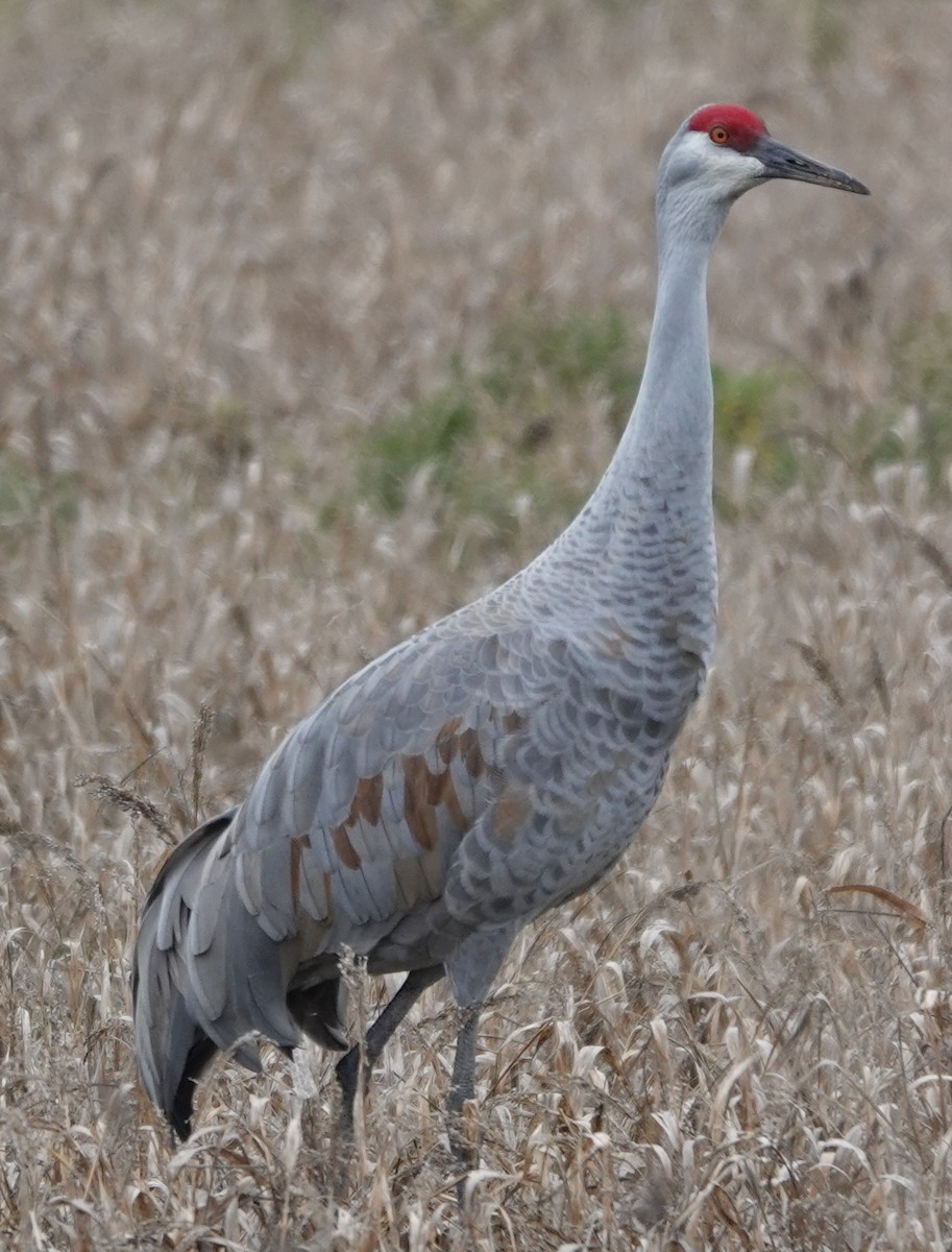 Журавель канадський - ML647314495