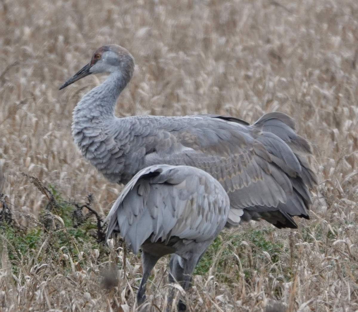 Журавель канадський - ML647314496