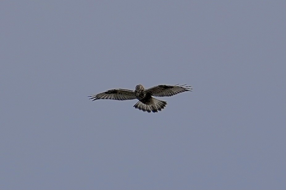 káně rousná - ML647314499