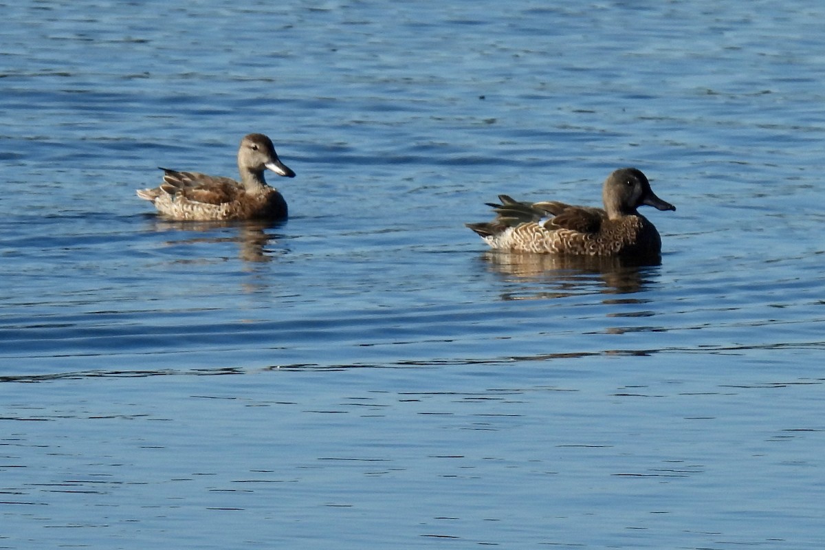 ミカヅキシマアジ - ML647314501