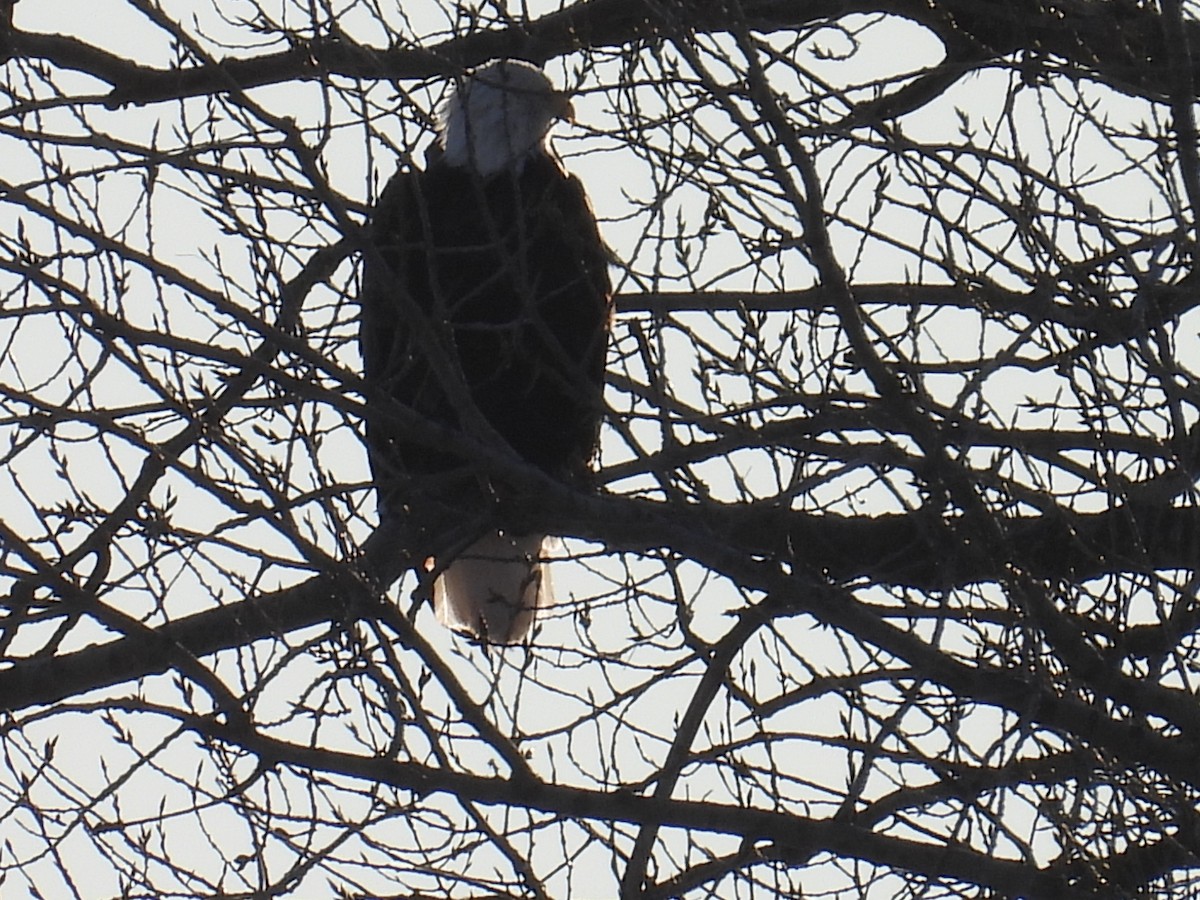 Itsas arrano buruzuria - ML647314504