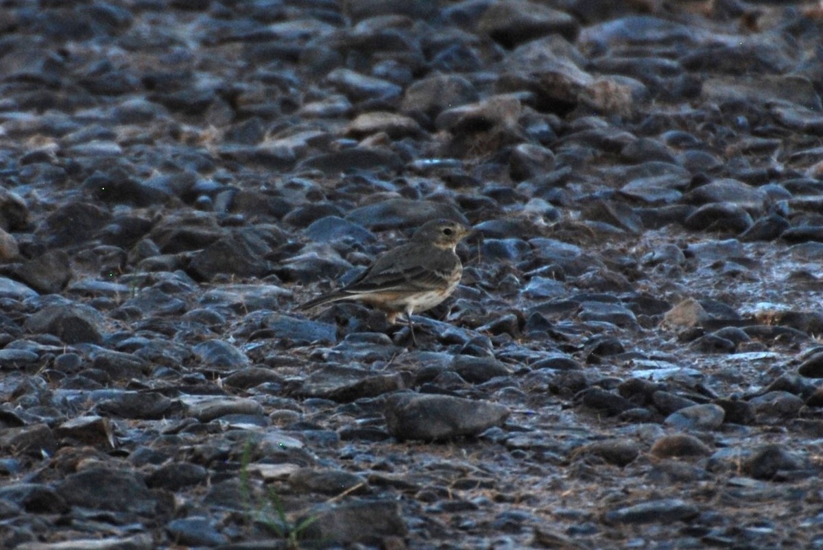 American Pipit - ML647314508