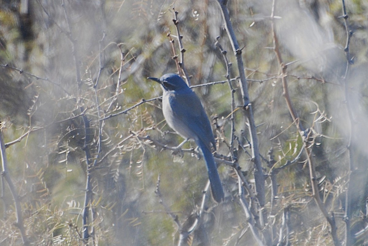 Woodhouse's Scrub-Jay - ML647314516