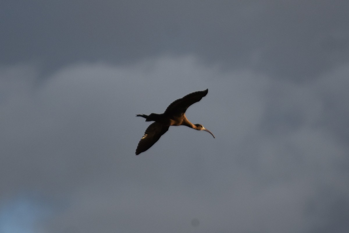 Glossy Ibis - ML647314527