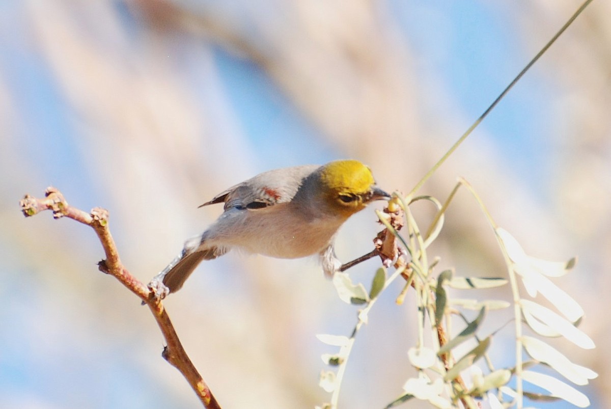 Verdin - ML647314533