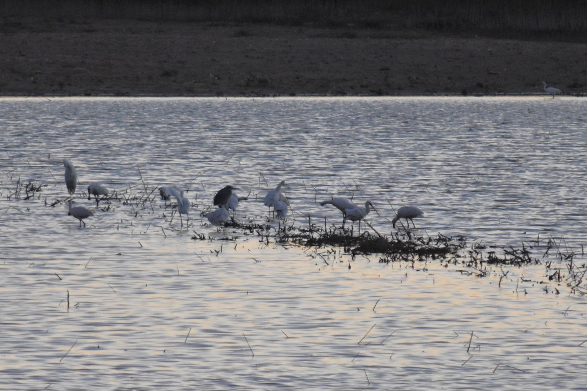 Eurasian Spoonbill - ML647314548
