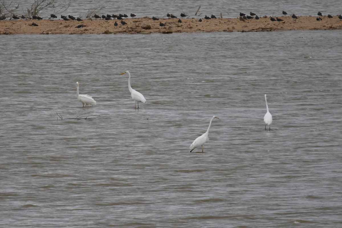 Great Egret - ML647314564