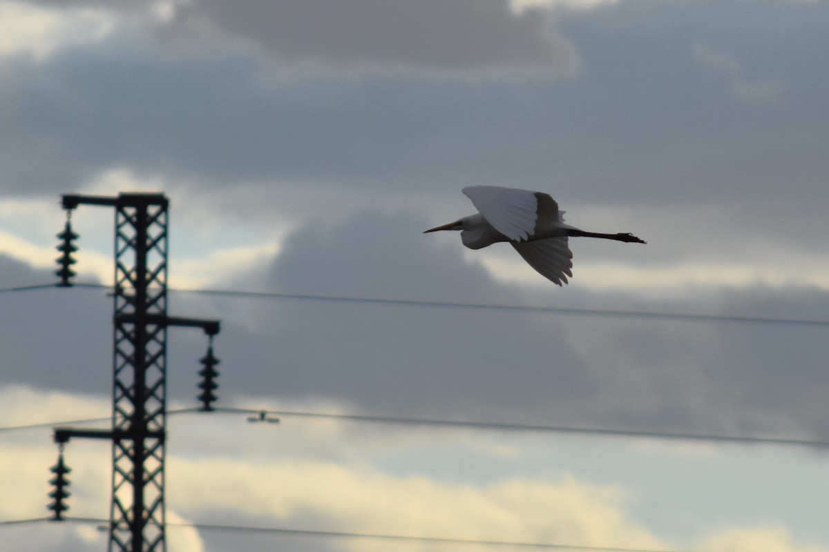 Great Egret - ML647314570