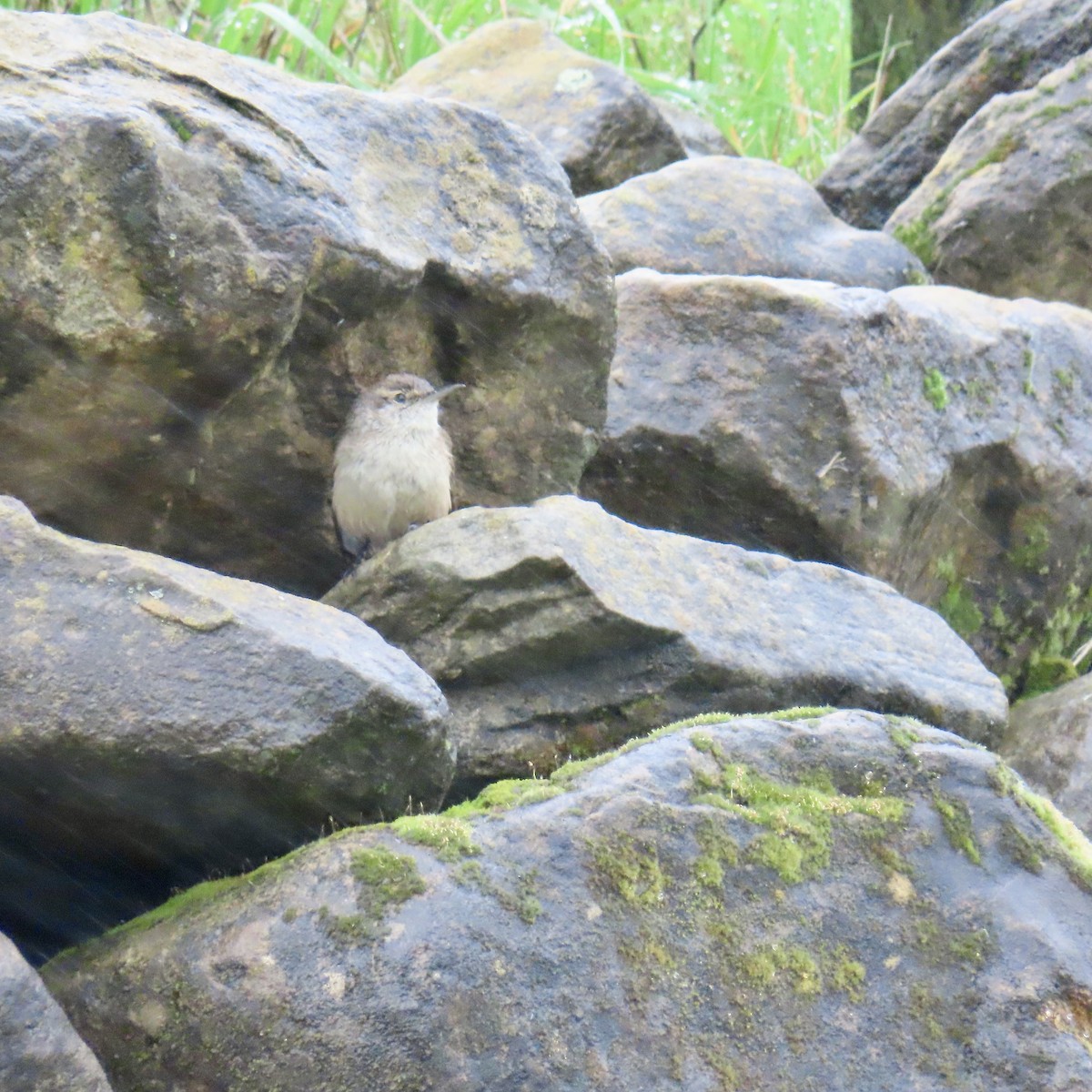 Rock Wren - ML647314571