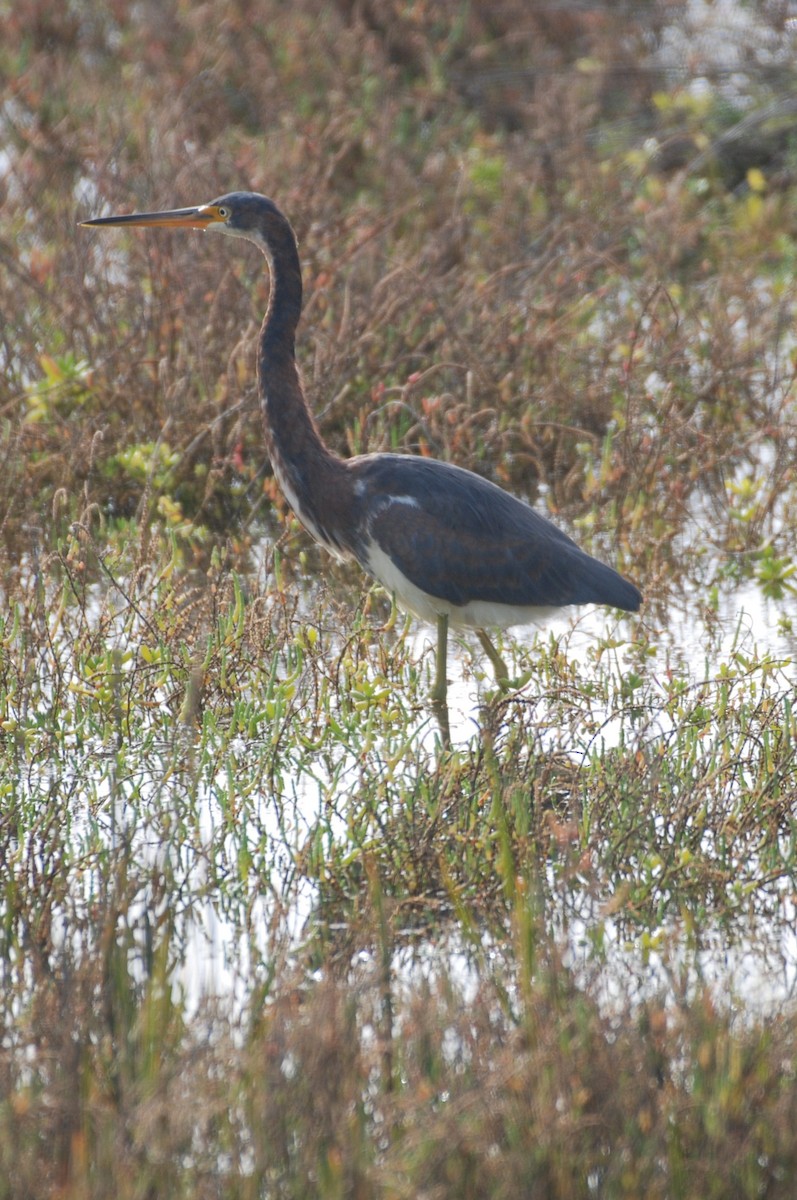 Tricolored Heron - ML647314572