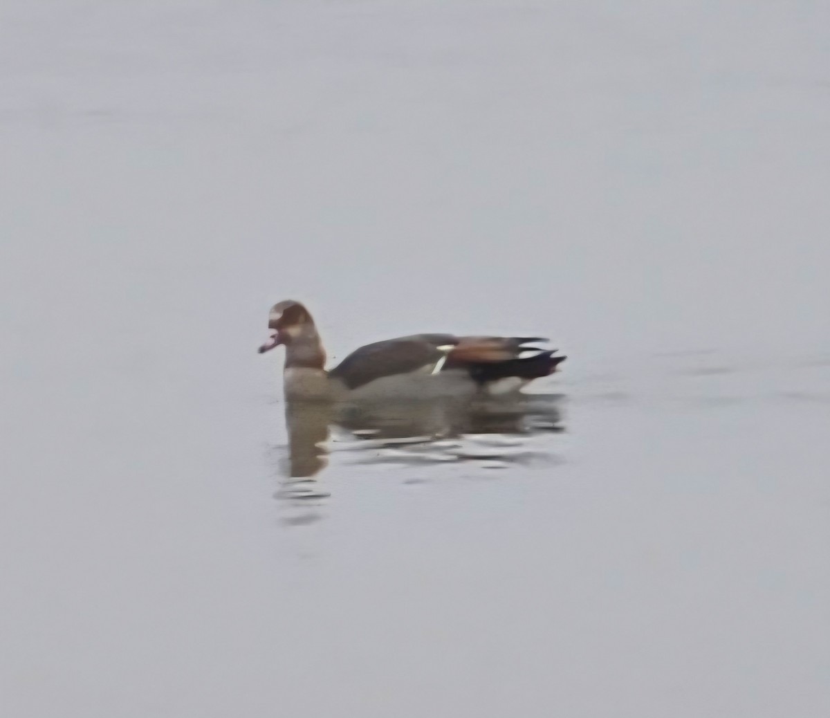 Nilgans - ML647314581