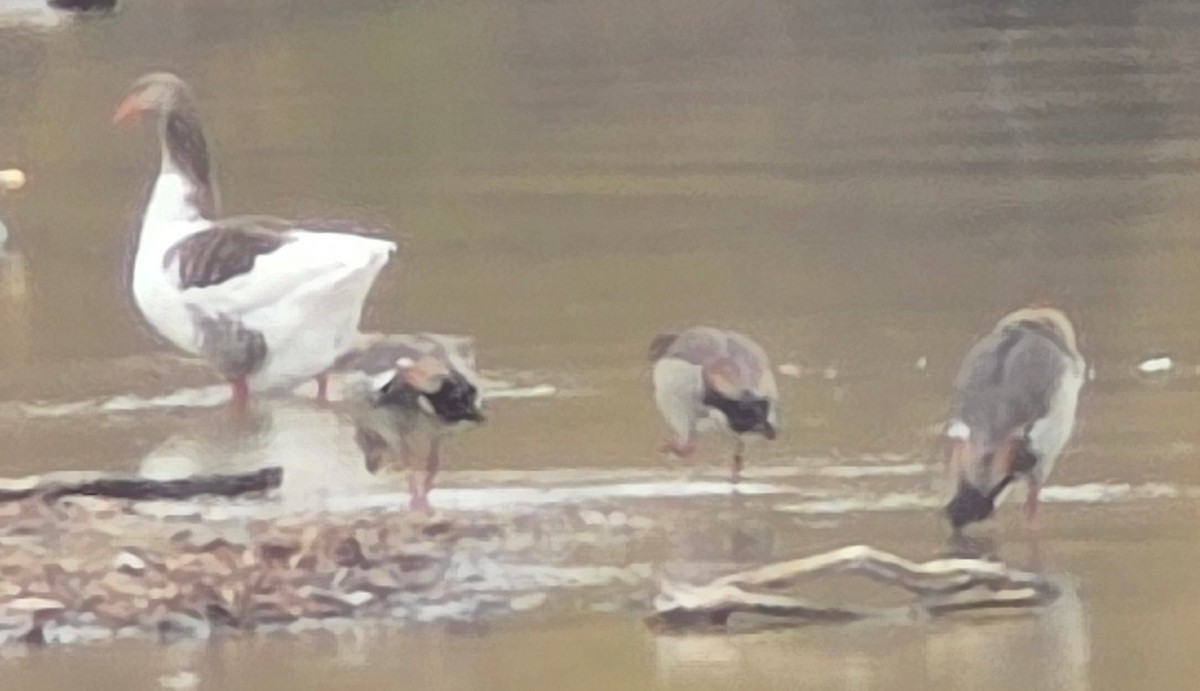 Nilgans - ML647314582