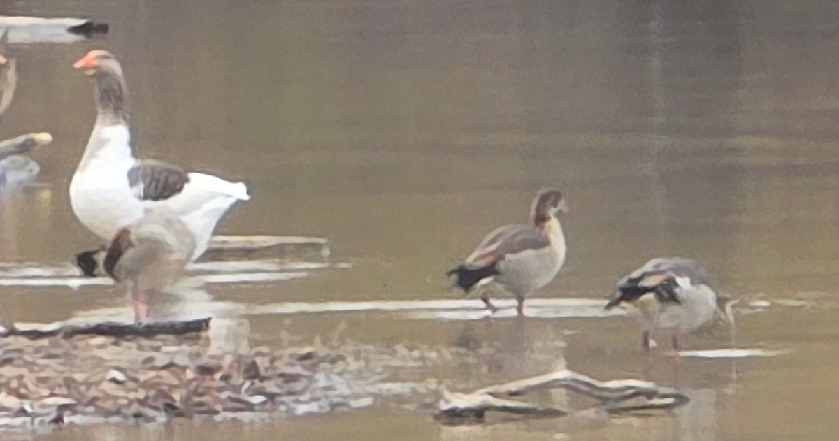 Nilgans - ML647314583