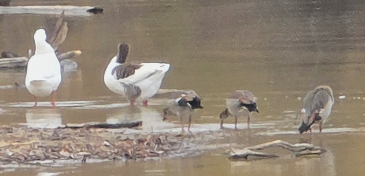 Nilgans - ML647314584